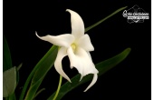 angraecum magdalenae currlin orchideen 1529410471