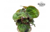 Begonia sizemoreae - Currlin Orchideen