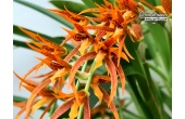 Brassia aurantiaca Hybride - Currlin Orchideen