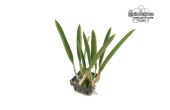 Brassocatanthe Jairak Finch (Habitus) - Currlin Orchideen