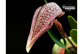 Bulbophyllum arfakianum - Currlin Orchideen
