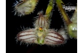 bulbophyllum lindleyanum currlin orchideen 1512895356