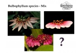 Bulbophyllum species - MIX - Currlin Orchideen