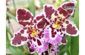 Cambria Magnificent Sonia - Currlin Orchideen