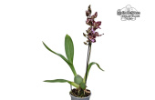 Cambria Magnificent Sonia (Habitus) - Currlin Orchideen