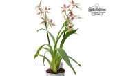 Cambria Striped One (Habitus) - Currlin Orchideen