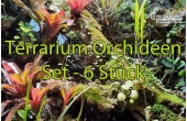 terrarium-orchideen-set 6x currlin orchideen