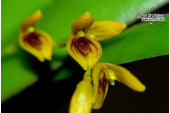Acianthera macropoda (Currlin Orchideen)