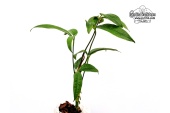 Anthurium arisaemoides (Habitus) - Currlin Orchideen
