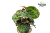 Begonia sizemoreae - Currlin Orchideen