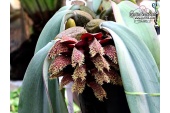 Bulbophyllum phalaenopsis (inflorescense) - Currlin Orchideen