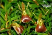 epidendrum porpax currlin orchideen