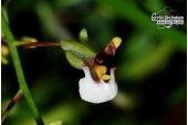 gomesa radicans 1 currlin orchideen 921612636