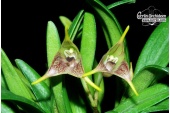 masdevallia bonplandii currlin orchideen