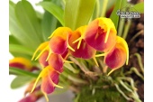 Masdevallia brachyura - Currlin Orchideen