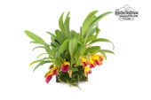 Masdevallia brachyura (Habitus) - Currlin Orchideen
