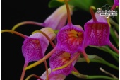 masdevallia glandulosa currlin orchideen