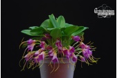 masdevallia glandulosa habitus currlin orchideen