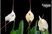 masdevallia measuresiana currlin orchideen