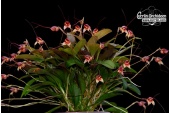 masdevallia nidifica habitus currlin orchideen