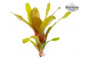 Neoregelia Mephisto - Currlin Orchideen
