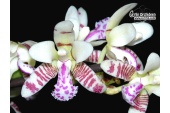 Phalaenopsis japonica - Currlin Orchideen