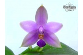 phalaenopsis violacea coerulea currlin orchideen 2112074889