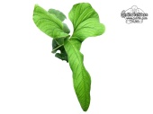 Anthurium draconopterum (Leaf) - Currlin Orchideen