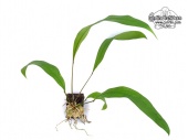 Anthurium gracile (Habitus) - Currlin Orchideen