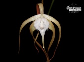 Brassavola cucullata - Currlin Orchideen