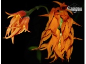Brassia aurantiaca - Currlin Orchideen