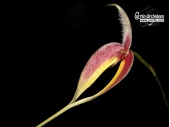 Bulbophyllum blumei - Currlin Orchideen