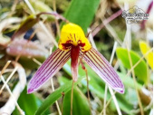 Bulbophyllum bolsteri - Currlin Orchideen