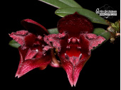 Bulbophyllum cruentum - Currlin Orchideen