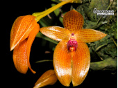 Bulbophyllum membranifolium - Currlin Orchideen