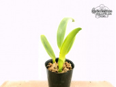 Cattleya labiata var. alba (Habitus) - Currlin Orchideen