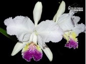 Cattleya lueddemanniana var. semialba - Currlin Orchideen