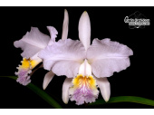 Cattleya lueddemanniana var. coerulea - Currlin Orchideen
