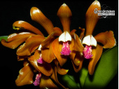 Cattleya porphyroglossa - Currlin Orchideen