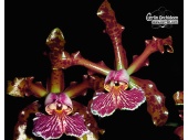 Cattleya schilleriana var. imperialis - Currlin Orchideen