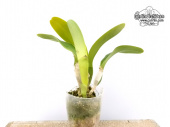 Cattleya trianae var. coerulea (Habitus) - Currlin Orchideen