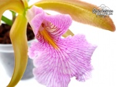 Cattleychea Pink Carambola - LIP (Currlin Orchideen)