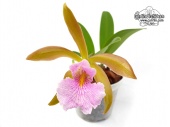 Cattleychea Pink Carambola (Currlin Orchideen)