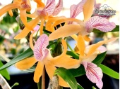 Dendrobium Charm (Flowers) - Currlin Orchideen