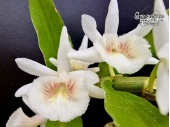 Dendrobium cretaceum - Currlin Orchideen