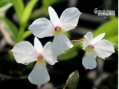 Dendrobium fytchianum - Currlin Orchideen