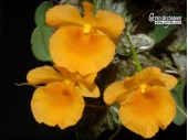 Dendrobium jenkinsii (Flowers) - Currlin Orchideen