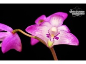 dendrobium kingianum currlin orchideen 751059083