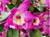Dendrobium Purple Rain - Currlin Orchideen