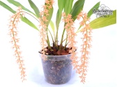 Dendrochilum aff. bicallosum (Habitus) - Currlin Orchideen